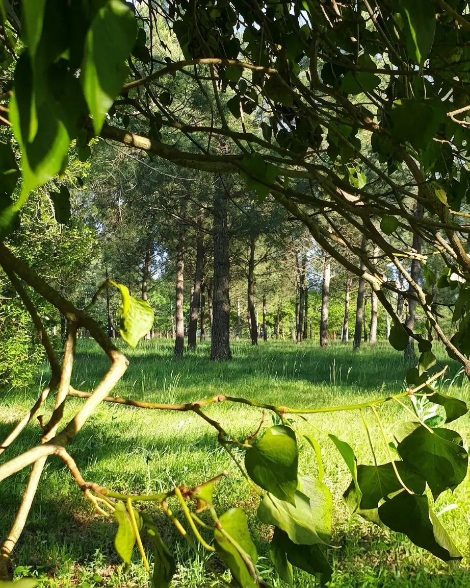 Sunlit meadow framed by leafy branches on the Domaine de Canteloup grounds