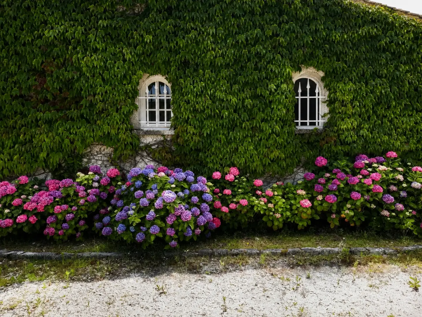 The creeper-covered facade with two small arched windows and hydrangeas at the base